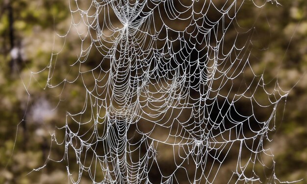 Spider web Illustration for Halloween