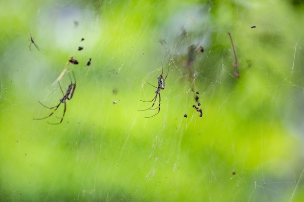 Spider on a web in the jungle