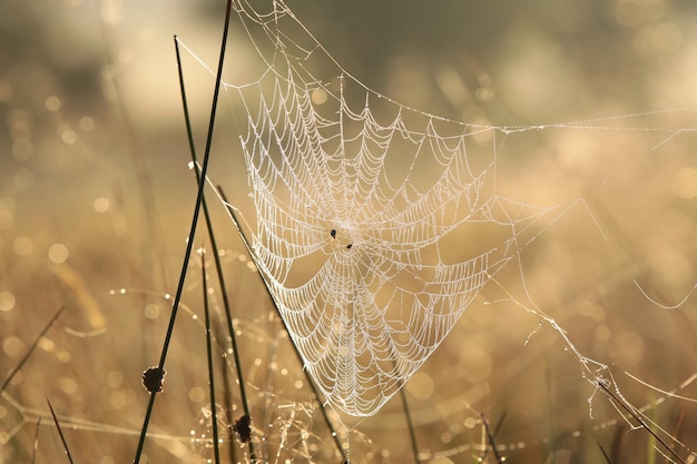 Photo spider web on a meadow during sunrise