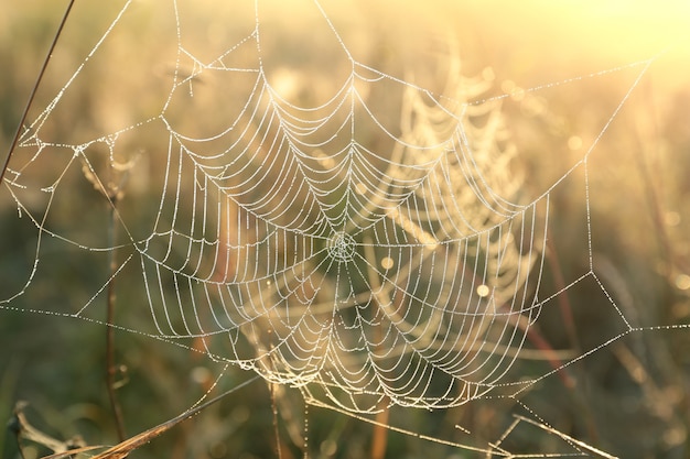 Spider web on a meadow during sunrise