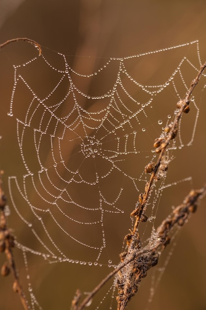 Spider web on a meadow at sunrise