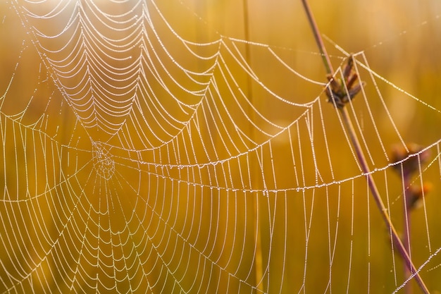 Spider web on a meadow at sunrise