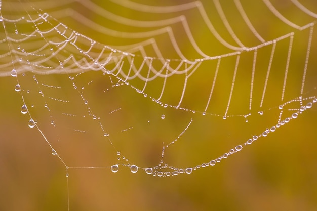 Spider web on a meadow at sunrise