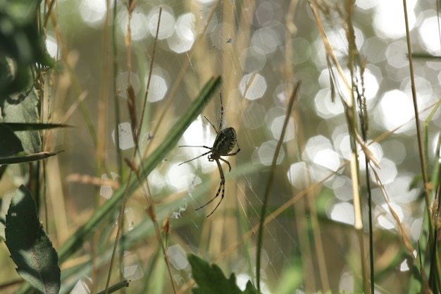 Ragno su una rete in natura