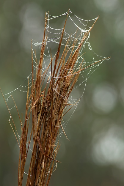 写真 枝にクモの巣