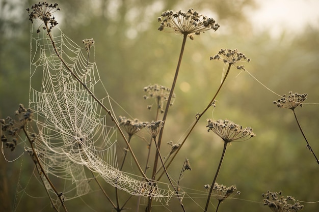 Spider web on plant stems with dew drops in the early morning