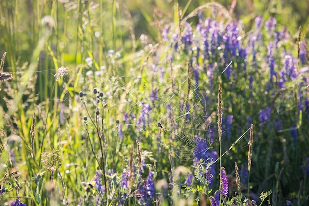 紫色の野生の花のクモの巣