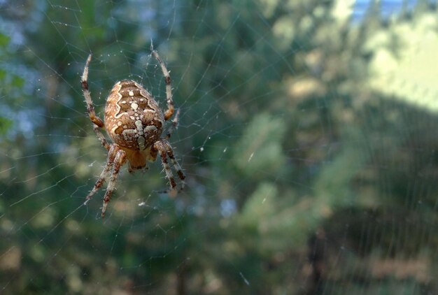 Photo spider in the web of a spider