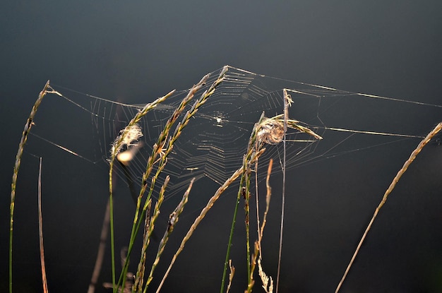 Spider web on stems on a gray background