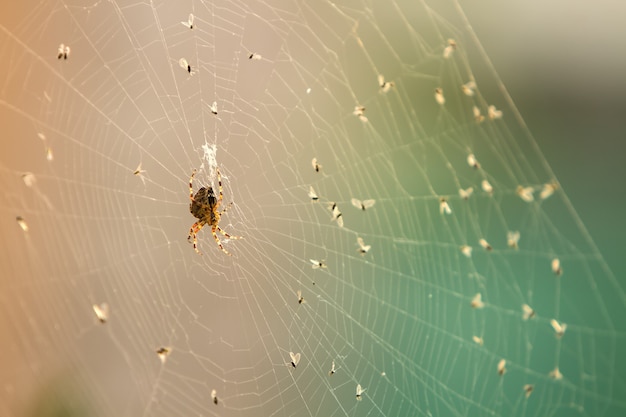 Foto ragno su una ragnatela circondato dalle sue vittime