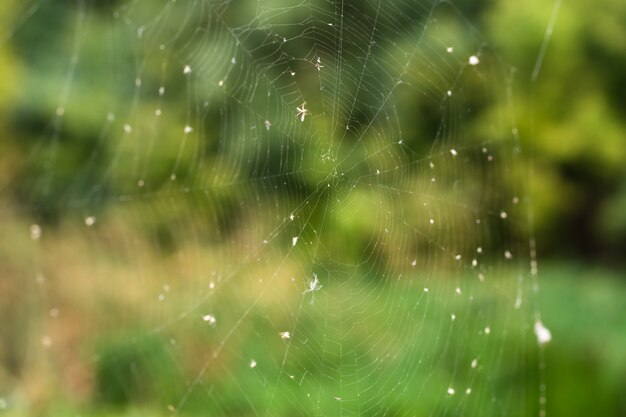 Конец-вверх ловушки сети паука на предпосылке зеленого леса.