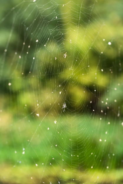 Spider web trap in the forest