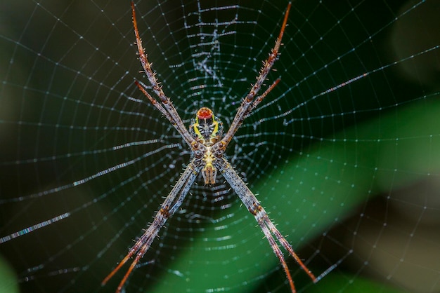 Паук в паутине на тропическом острове Бали Индонезия крупным планом