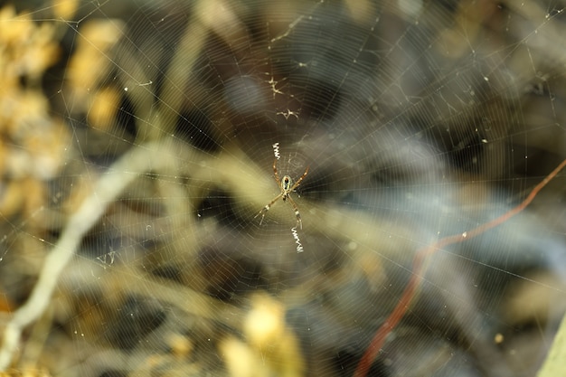 黄色と黒の色でWeb上のクモ