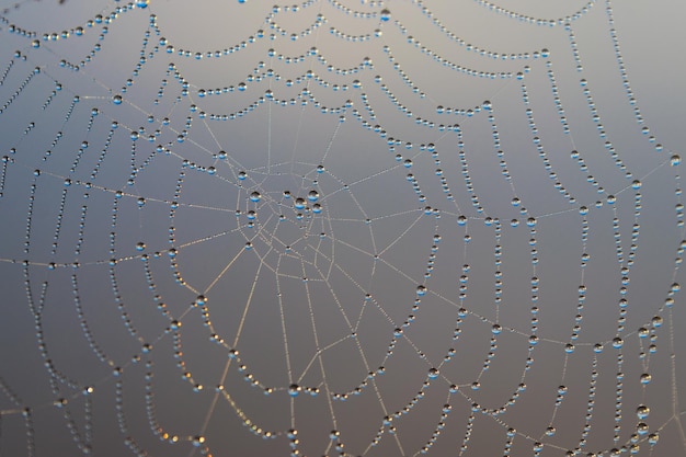 Spider web with dew drops Cobweb closeup