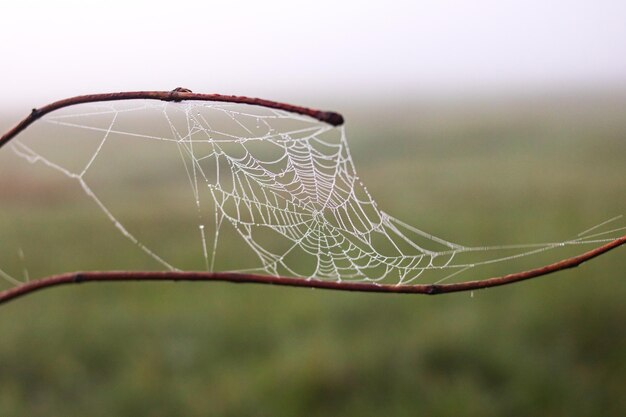 Spider web with dew drops on tree branches