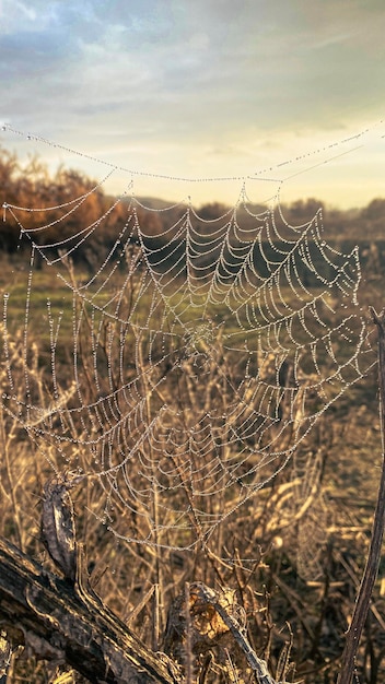 spider web with dew water drops