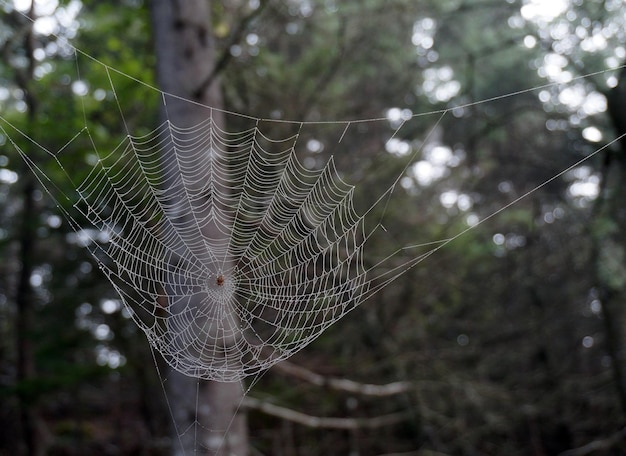 Photo spider web with dew