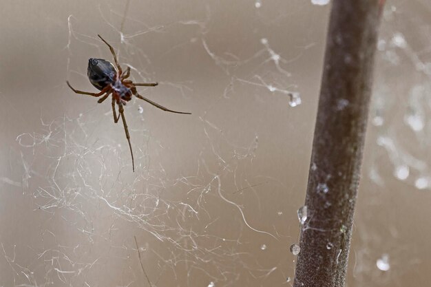 Photo a spider on a web with a drop of water on it.