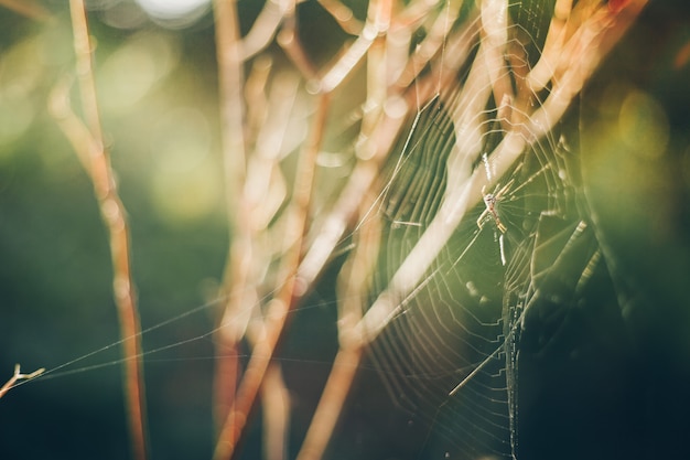 Foto ragnatela con luce del mattino