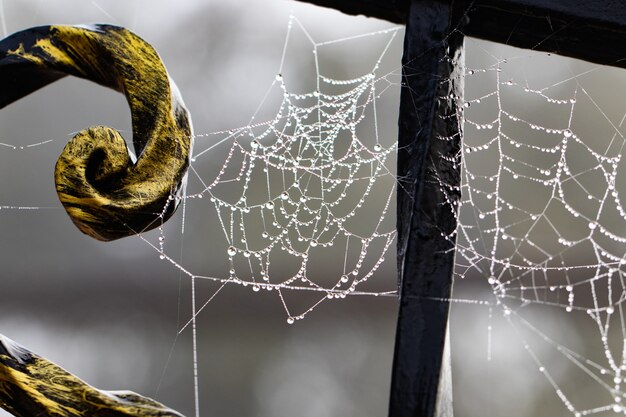 사진 금속 단조 건설에 빗방울이 있는 거미줄.