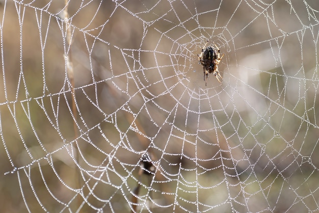 光沢のある水滴が付いた蜘蛛の巣