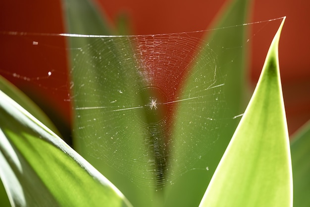 Spider web with spider in the center