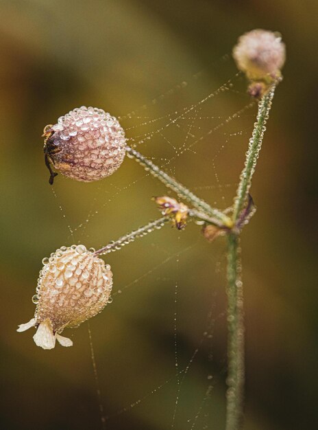 a spider web with a spider web on it