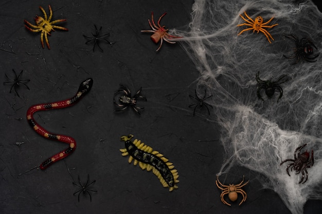 Spider web with spiders on a black background, Halloween, top view.