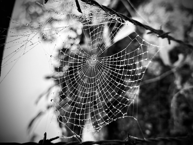 Foto una rete di ragno con gocce d'acqua su di essa in bianco e nero