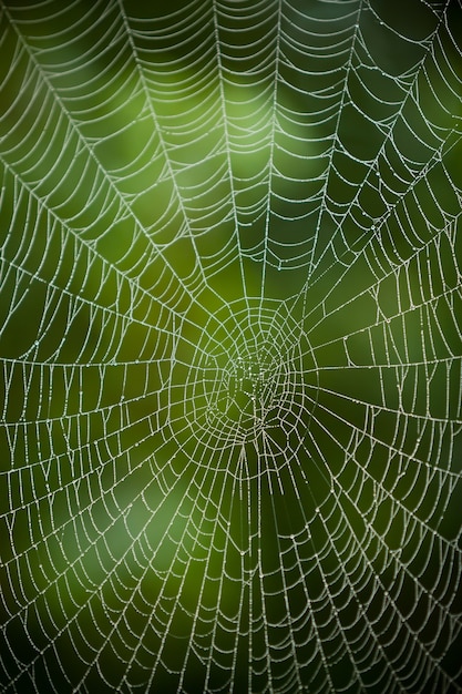 Spider web with water drops