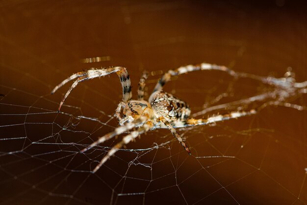 写真 スパイダーウェブ