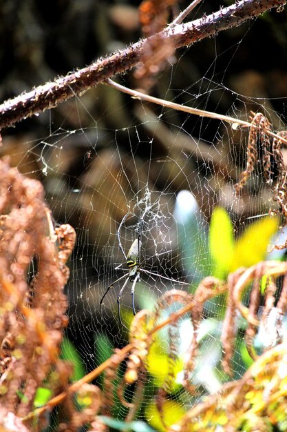 Photo spider on web