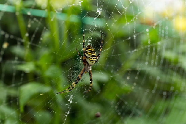 Spider on Web