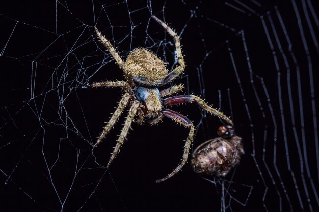 ウェブ上のスパイダー