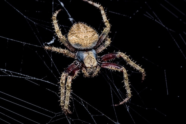 ウェブ上のスパイダー