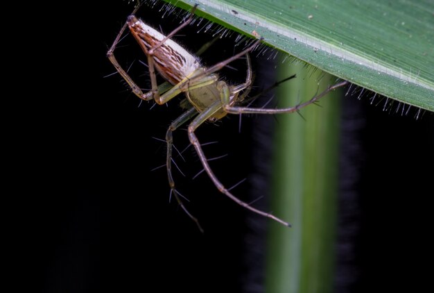 ウェブ上のスパイダー