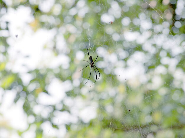 Photo spider on the web