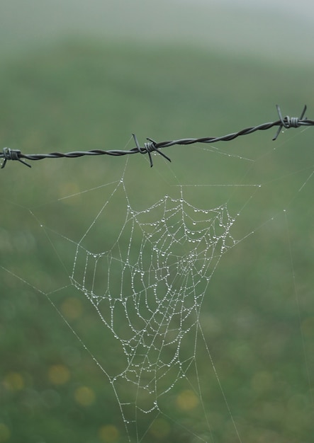  spider web