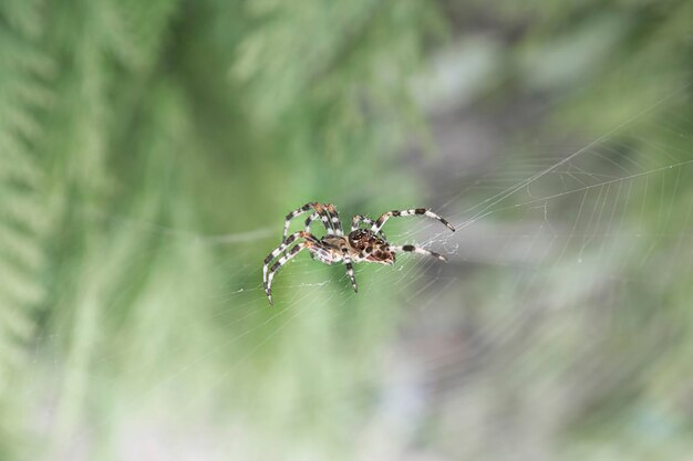 ウェブ上のスパイダー