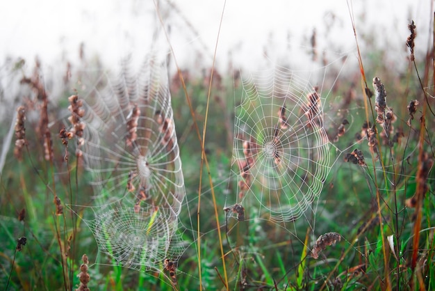 Spider webs on the plants close up in the nature.