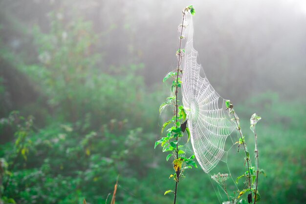 Spider webs on the plants close up in the nature.