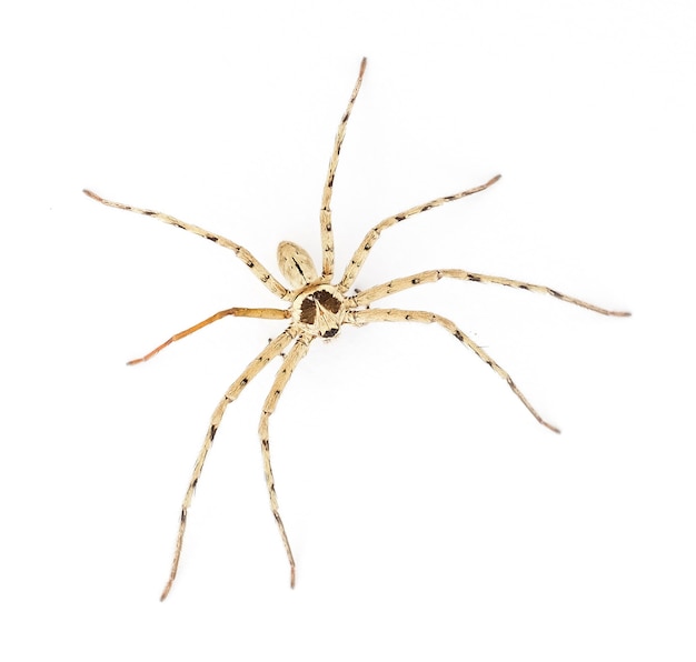 Photo spider on white background, hunter, dangerous animal