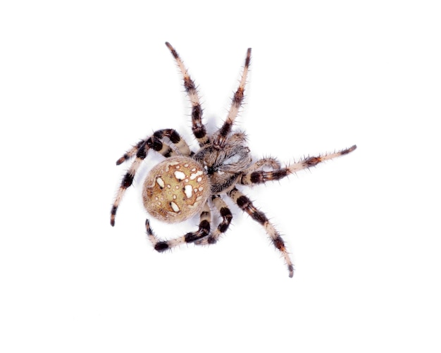 Spider on a white background