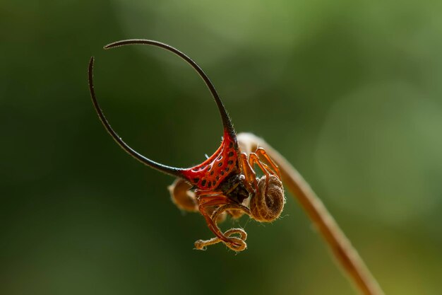 Foto ragno in natura