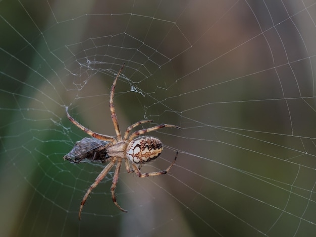 写真 昆虫が巣に捕らえられたクモ