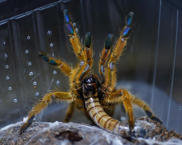 A spider with a large tail and a large belly is eating a dead insect.