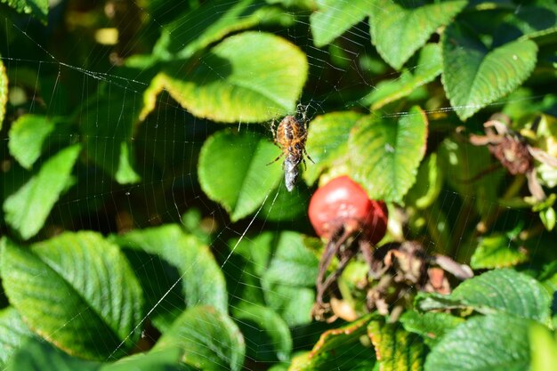 Spider with prey on web against rose hip plant