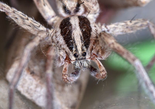 Photo spider wolf