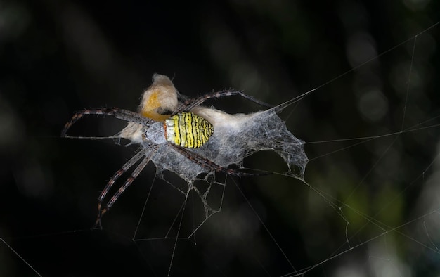 spider woven sac hanging on the cobweb